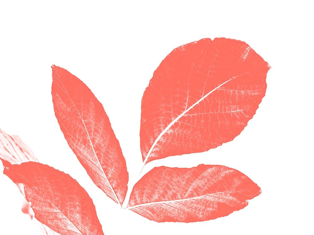 Coral Leaves art print by Jamie Phillip for $57.95 CAD