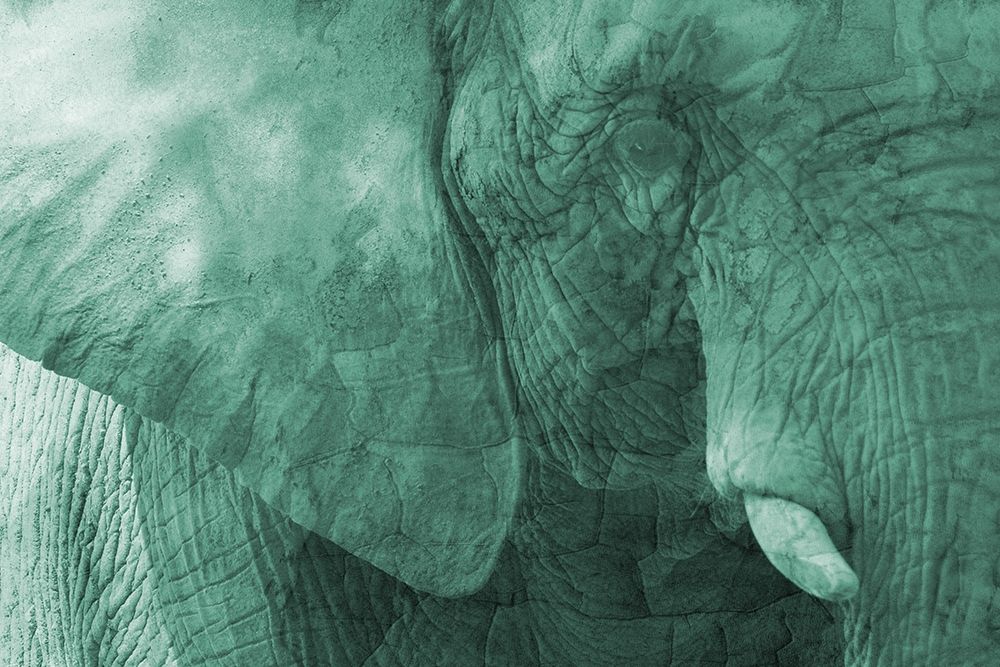 Jungle Abstract 2 art print by Jamie Phillip for $57.95 CAD