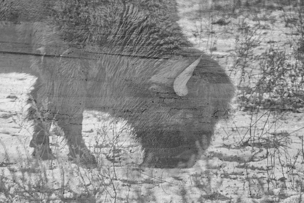 American Buffalo art print by Jamie Phillip for $57.95 CAD