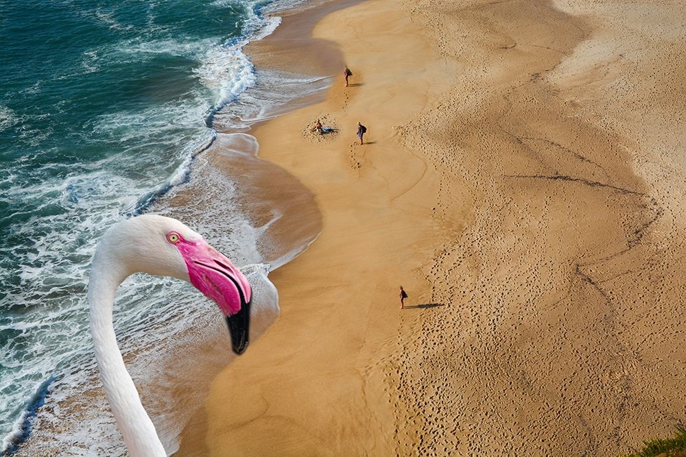 Flamingo Bay art print by Jamie Phillip for $57.95 CAD