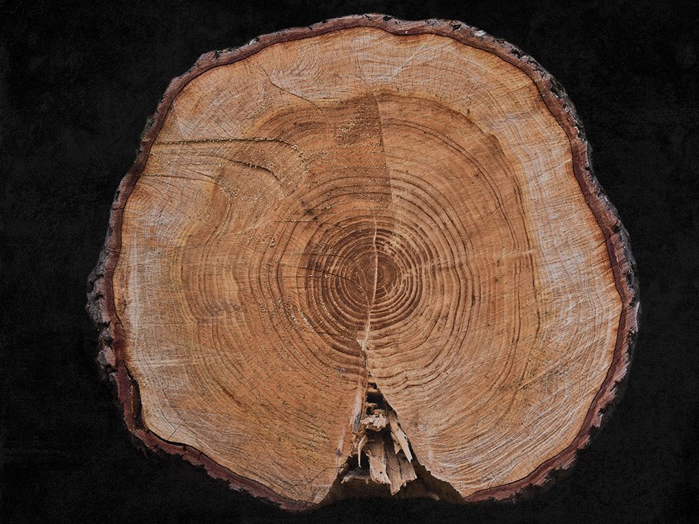 Dark Wood art print by Jamie Phillip for $57.95 CAD