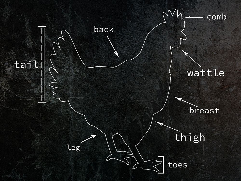Chicken art print by Jamie Phillip for $57.95 CAD