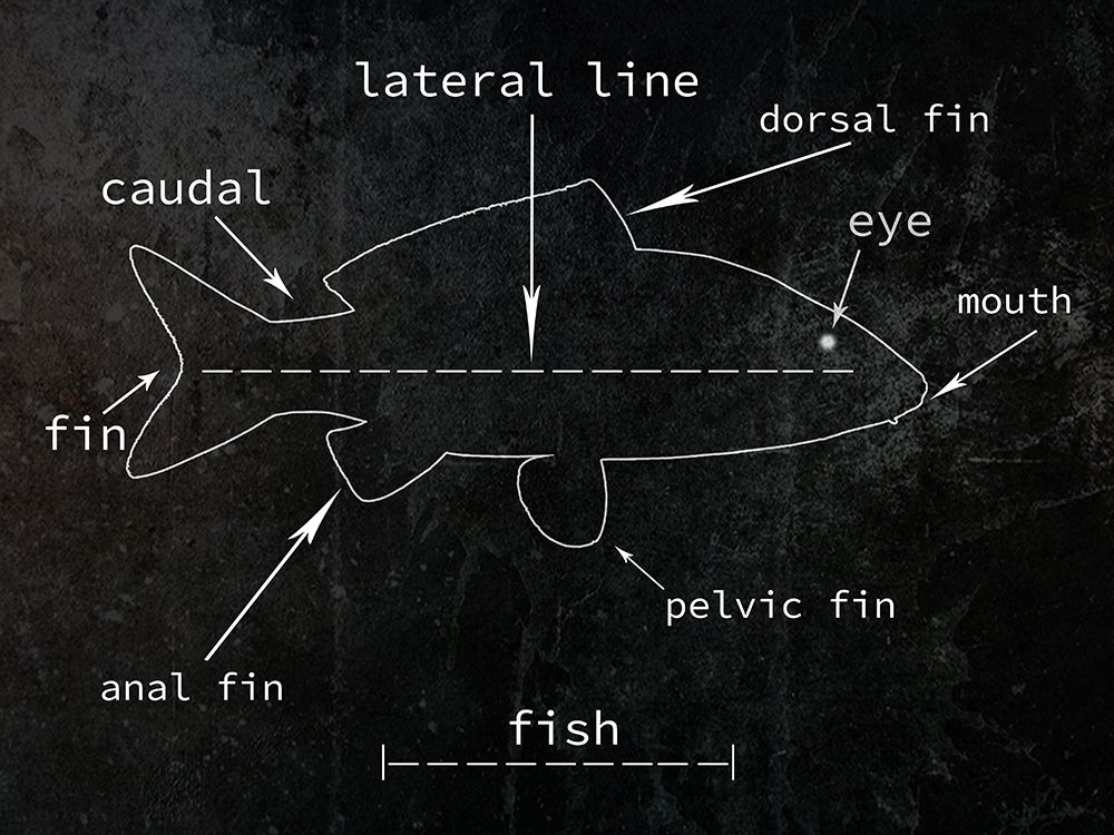 Fish art print by Jamie Phillip for $57.95 CAD
