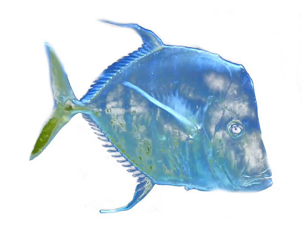 Blue Fish art print by Jamie Phillip for $57.95 CAD