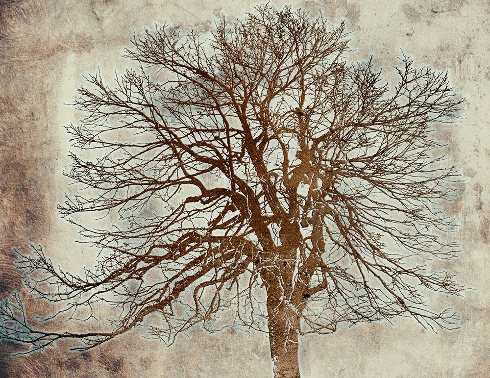 Tree art print by Jamie Phillip for $57.95 CAD
