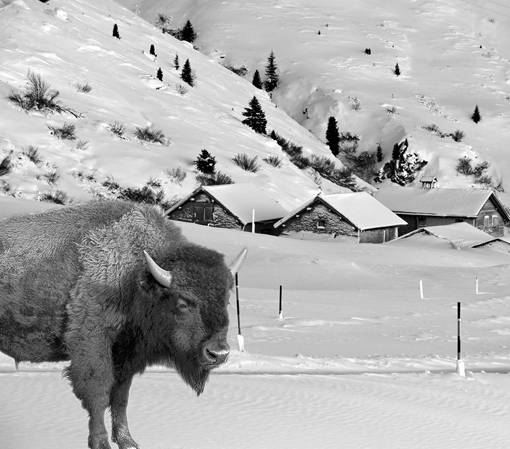 Snow Bison art print by Jamie Phillip for $57.95 CAD