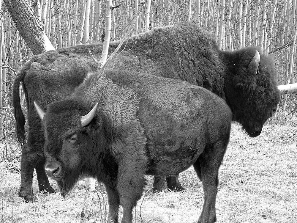 Bison Season art print by Jamie Phillip for $57.95 CAD
