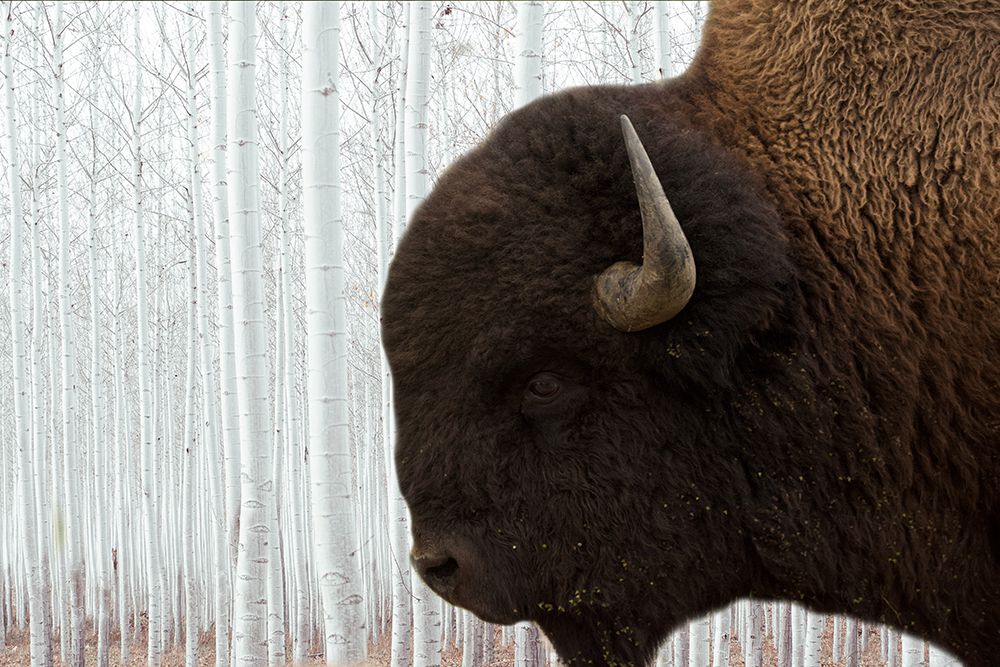 Bison Season 4 art print by Jamie Phillip for $57.95 CAD