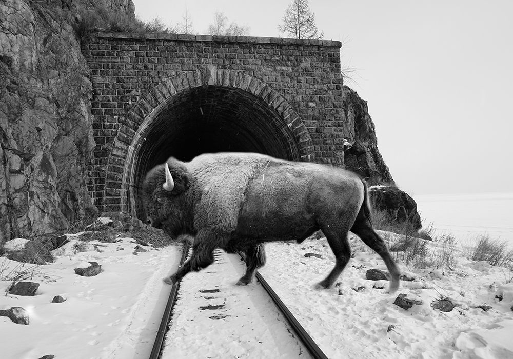 Bison Season 5 art print by Jamie Phillip for $57.95 CAD
