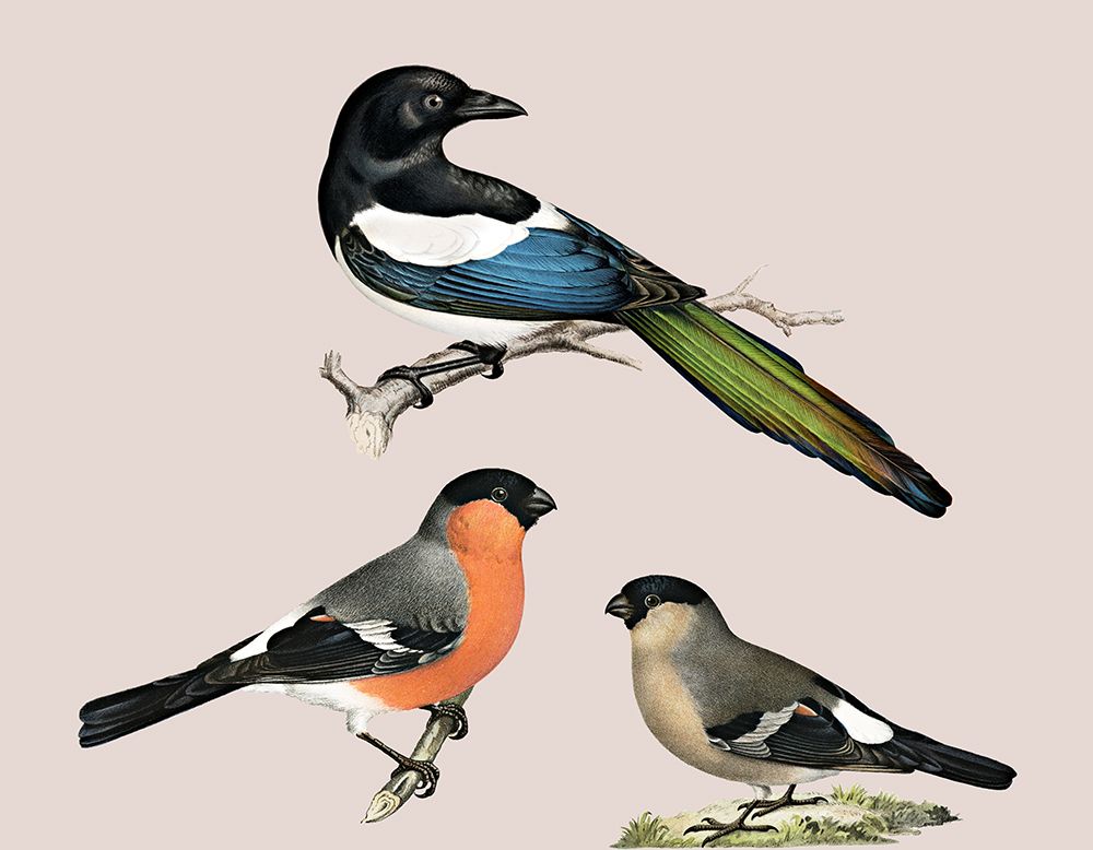 Birds art print by Jamie Phillip for $57.95 CAD