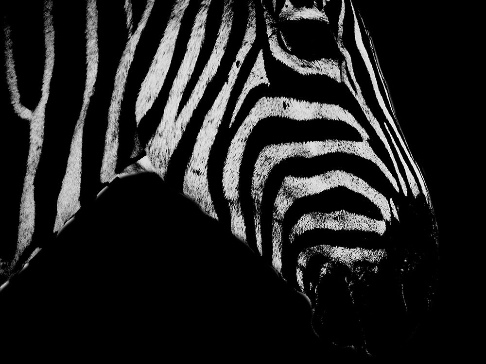 Africa Savanna 2 art print by Jamie Phillip for $57.95 CAD