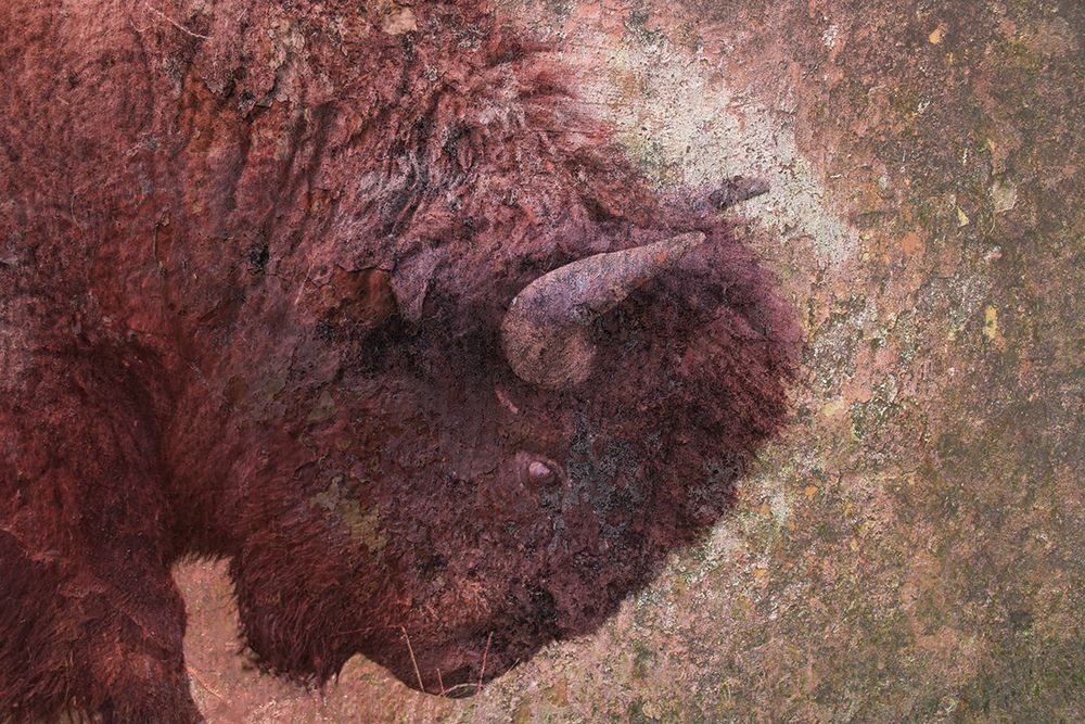 Brown Buffalo art print by Jamie Phillip for $57.95 CAD