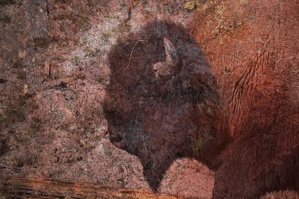 Brown Buffalo 2 art print by Jamie Phillip for $57.95 CAD