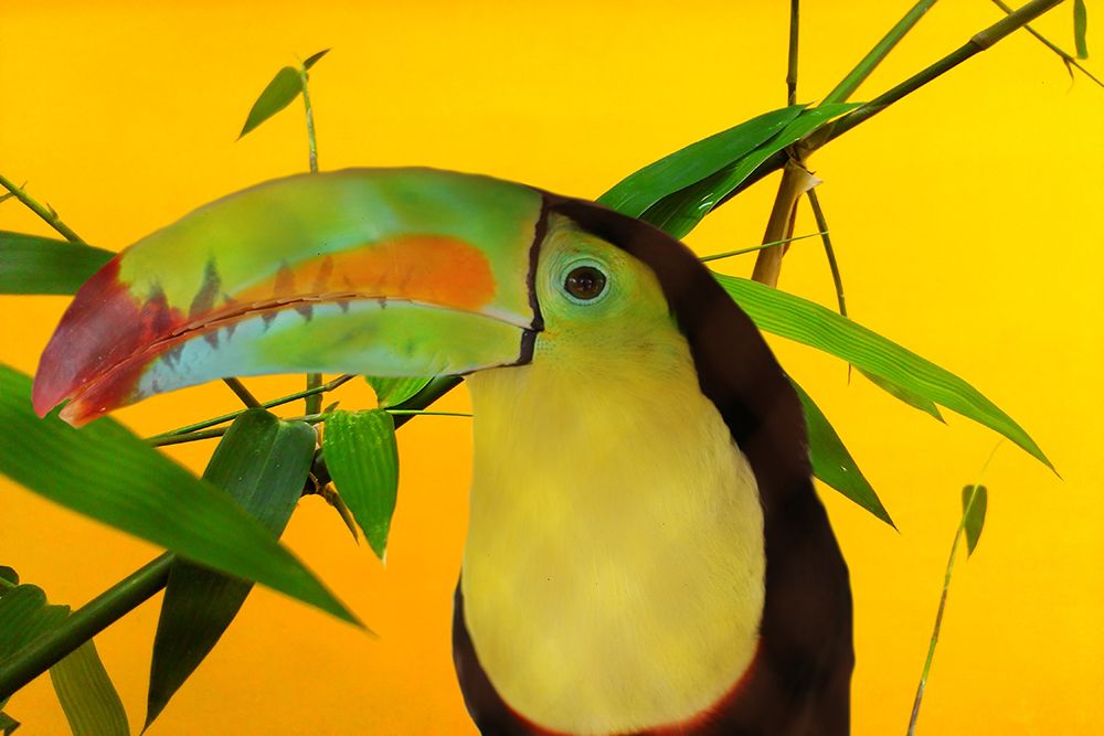 Toucan Yellow art print by Jamie Phillip for $57.95 CAD