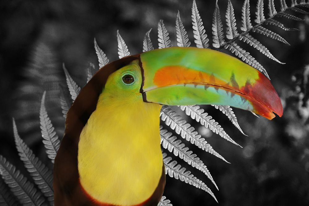 Toucan Black art print by Jamie Phillip for $57.95 CAD