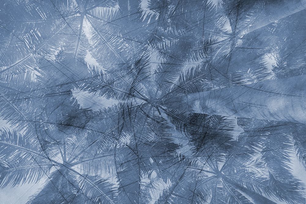 Blue Palm art print by Jamie Phillip for $57.95 CAD