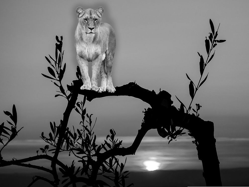Lion In The Darkness art print by Jamie Phillip for $57.95 CAD