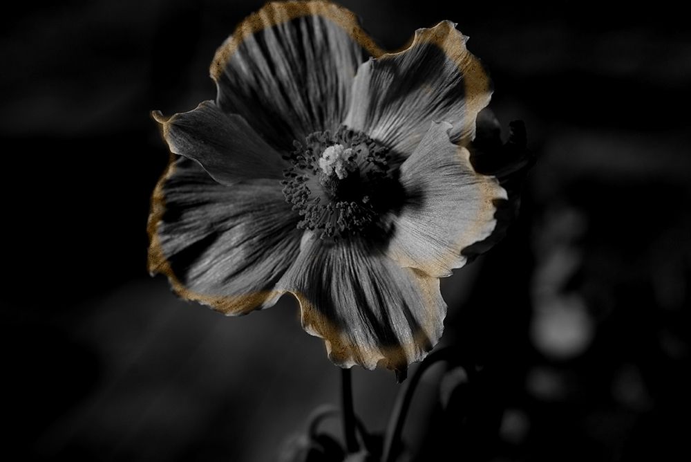 Floral Gold art print by Jamie Phillip for $57.95 CAD