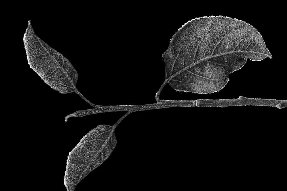 Clouded Leaves art print by Jamie Phillip for $57.95 CAD