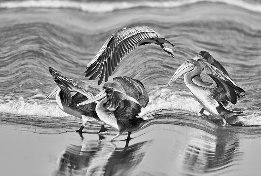 Space Pelican art print by Jamie Phillip for $57.95 CAD