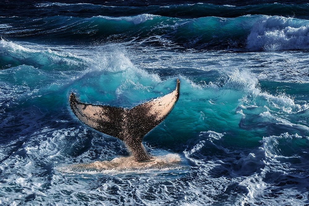 Big Fin art print by Jamie Phillip for $57.95 CAD