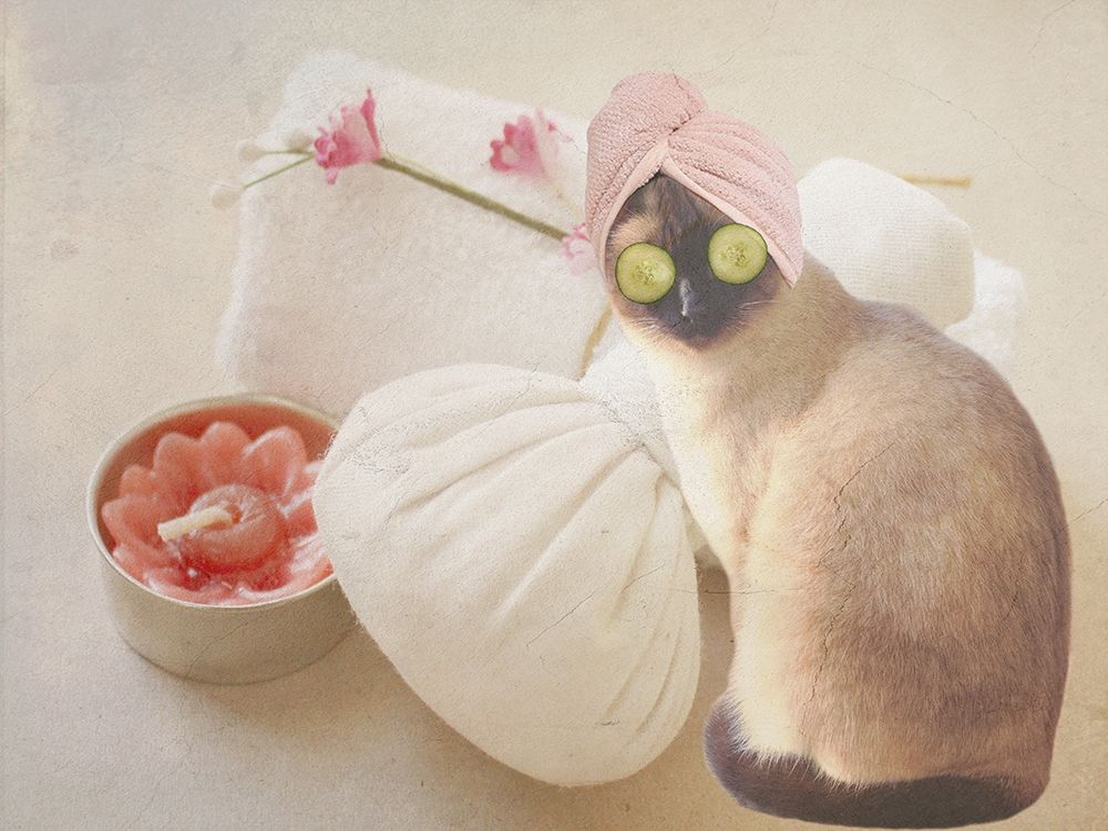 Members Only Cat Spa art print by Jamie Phillip for $57.95 CAD