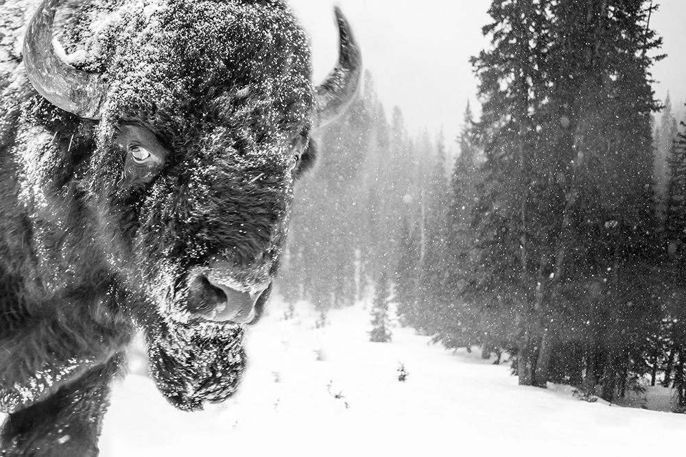 Buffalo In The Snow art print by Jamie Phillip for $57.95 CAD