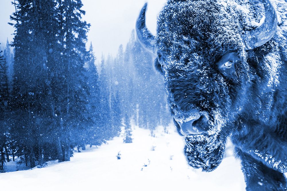 Buffalo In The Snow 2 art print by Jamie Phillip for $57.95 CAD