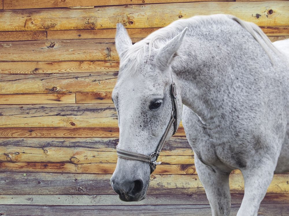 Barn Horse art print by Jamie Phillip for $57.95 CAD