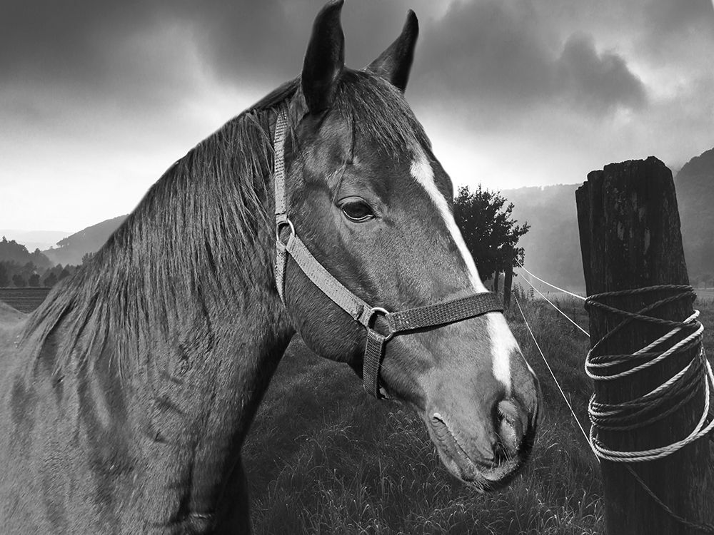 Field Horse art print by Jamie Phillip for $57.95 CAD