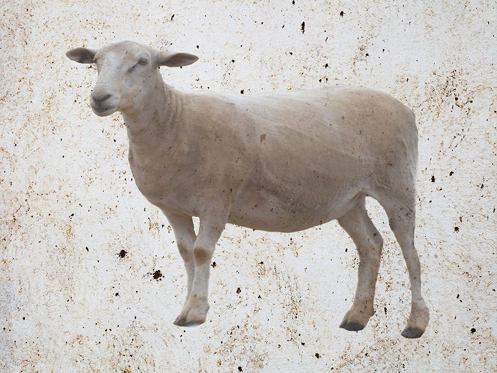 Sheepish art print by Jamie Phillip for $57.95 CAD