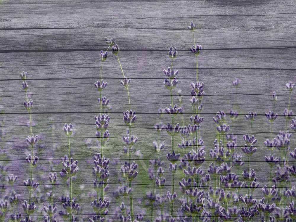 Lavender Field art print by Jamie Phillip for $57.95 CAD