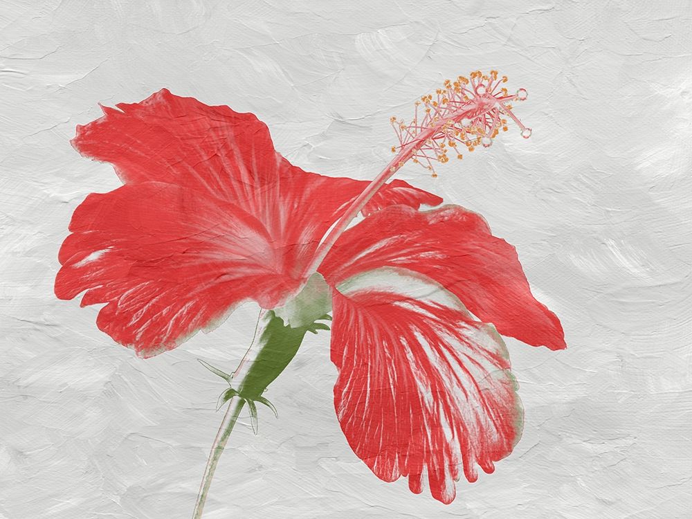 Red Hib art print by Jamie Phillip for $57.95 CAD
