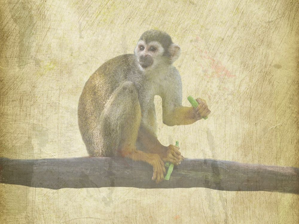 Monkey Around art print by Jamie Phillip for $57.95 CAD