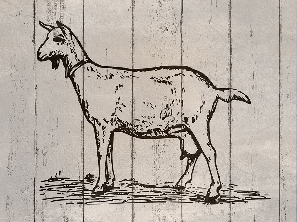 Goat art print by Jamie Phillip for $57.95 CAD