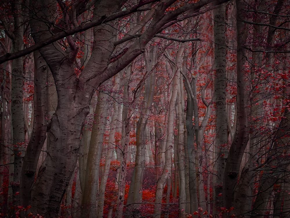 Fall Woods art print by Jamie Phillip for $57.95 CAD