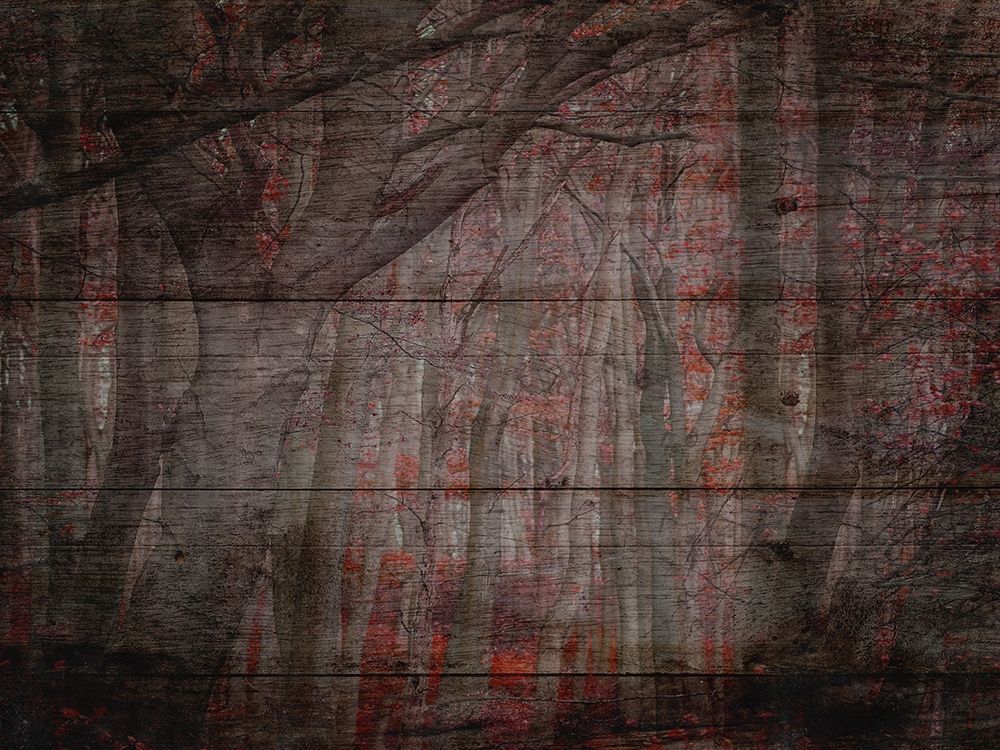Fall Woods 2 art print by Jamie Phillip for $57.95 CAD