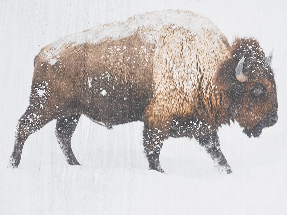 Winter Bison art print by Jamie Phillip for $57.95 CAD