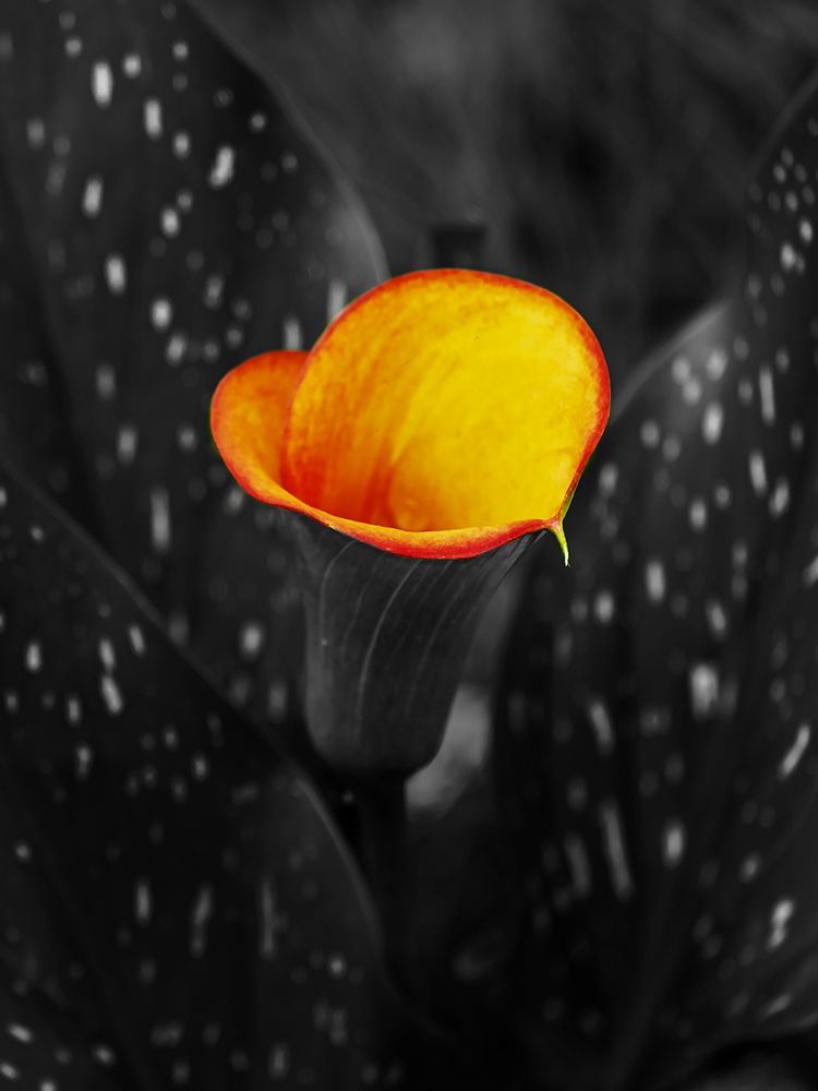 Midnight Glow art print by Jamie Phillip for $57.95 CAD