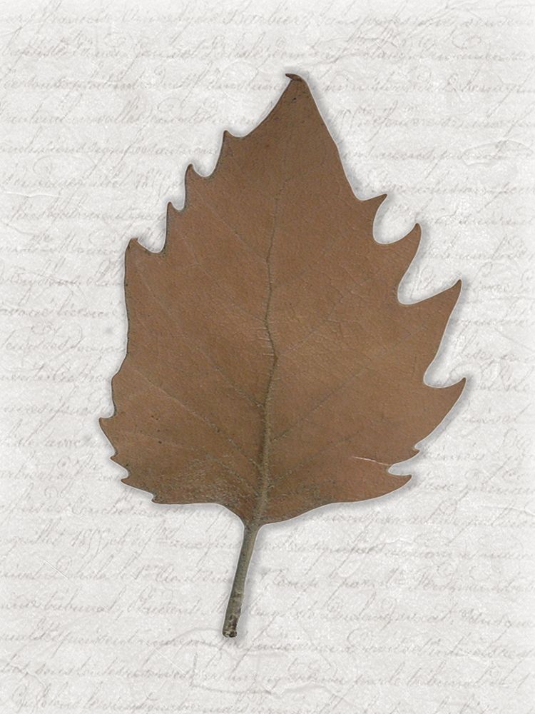 Leafted up art print by Jamie Phillip for $57.95 CAD