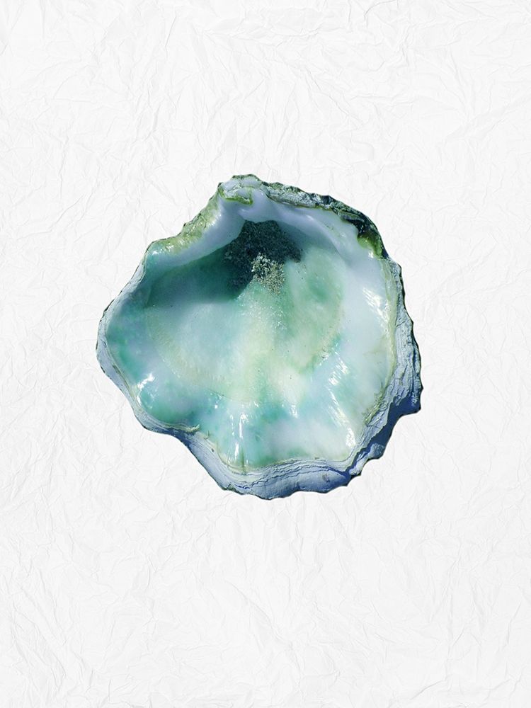 Oyster Shell 1 art print by Jamie Phillip for $57.95 CAD