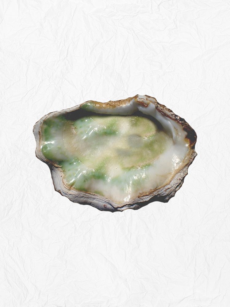 Oyster Shell 2 art print by Jamie Phillip for $57.95 CAD