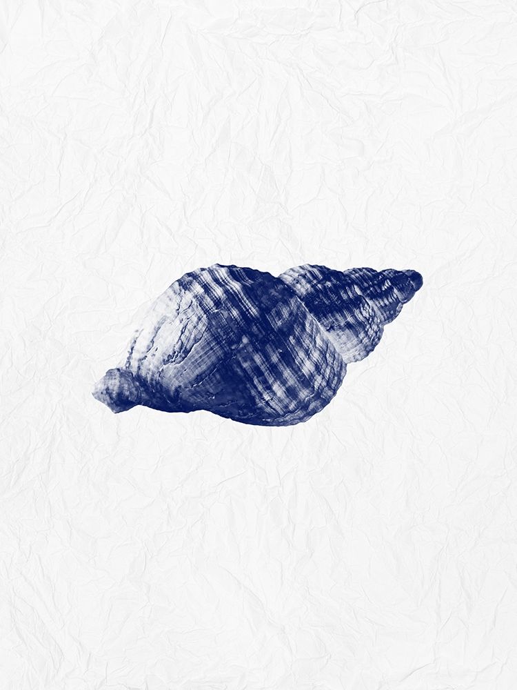 Indigo Shell 2 art print by Jamie Phillip for $57.95 CAD