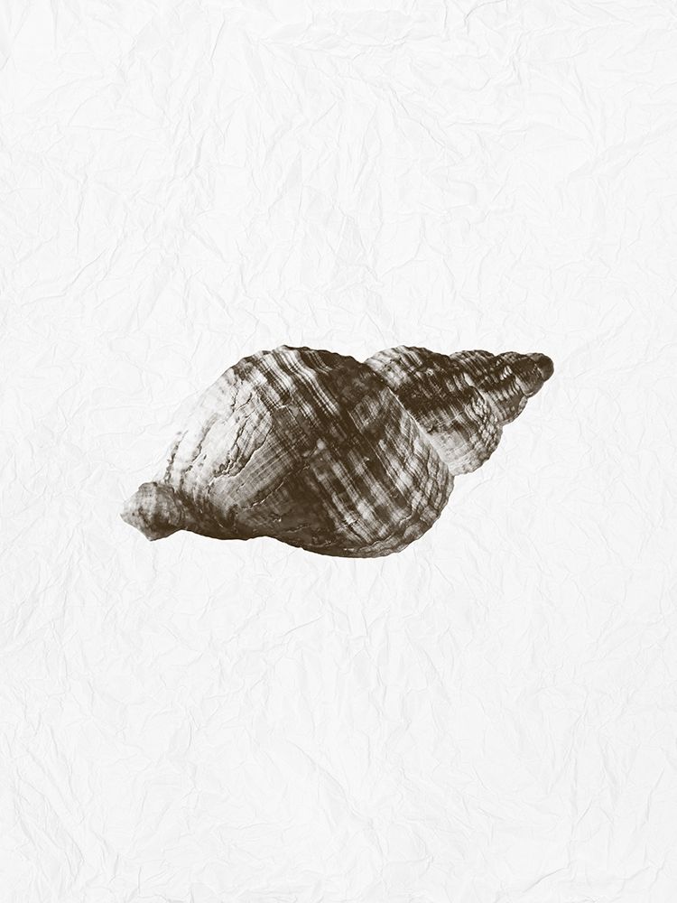 Shell art print by Jamie Phillip for $57.95 CAD