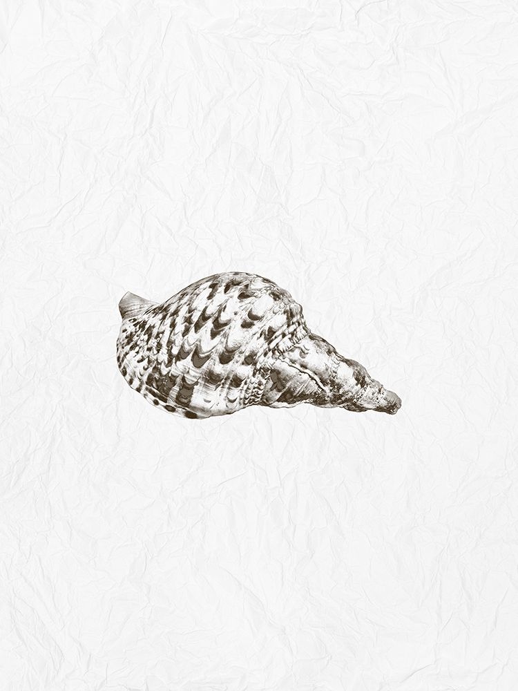 Shell 1 art print by Jamie Phillip for $57.95 CAD