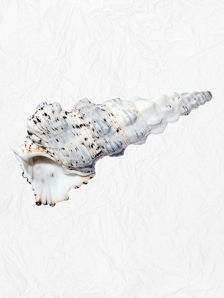 Special Shell 1 art print by Jamie Phillip for $57.95 CAD