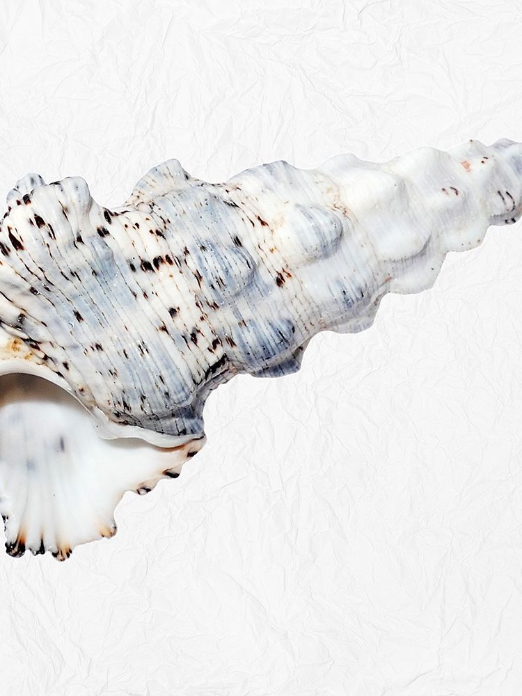 Special Shell 2 art print by Jamie Phillip for $57.95 CAD