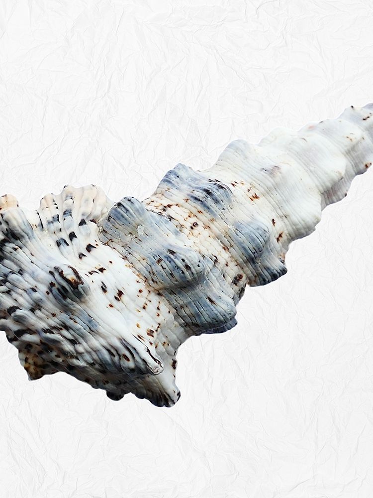 Special Shell 3 art print by Jamie Phillip for $57.95 CAD
