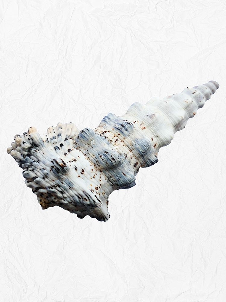 Special Shell 4 art print by Jamie Phillip for $57.95 CAD