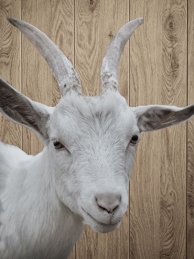Goat art print by Jamie Phillip for $57.95 CAD